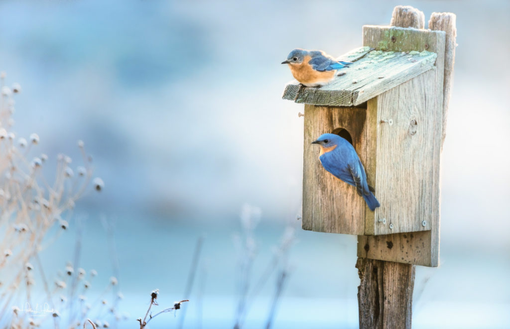 Everything You Should Know About Bluebirds